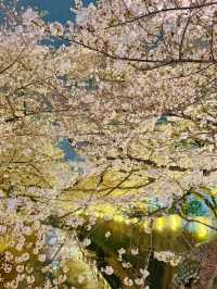 【東京】9割は知らない?!超穴場な夜桜スポット🤍