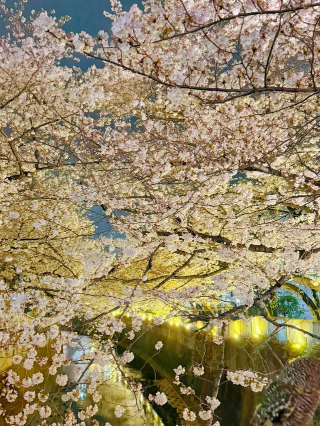 【東京】9割は知らない?!超穴場な夜桜スポット🤍