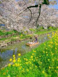 🌸桜を見ながら和船に乗れる📍川越氷川神社　裏手にある新河岸川で花筏（はないかだ）体験