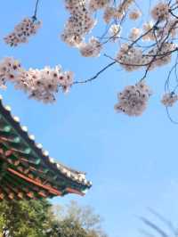 분홍분홍한 벚꽃과 한국스러운 성곽의 조합이 아름다운 곳🌸