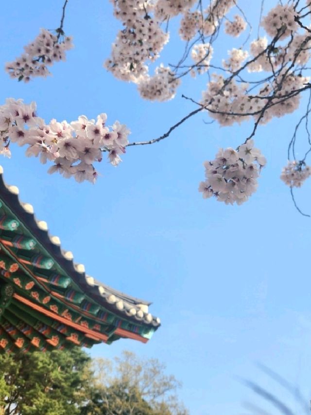 분홍분홍한 벚꽃과 한국스러운 성곽의 조합이 아름다운 곳🌸