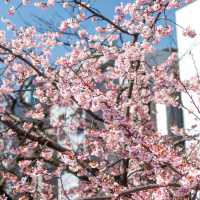จุดถ่ายรูป Sakura + Tokyo Sky Tree 🌸🗼