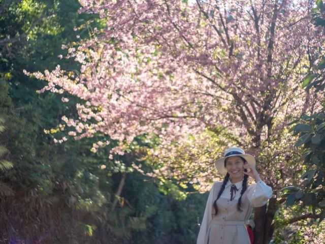 พญาเสือโคร่งบาน ที่ดอยปางขอน💮💮