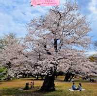 Cherry 🌺 Blossom 🌸 Bliss in Japan 🇯🇵🤩⭐️!