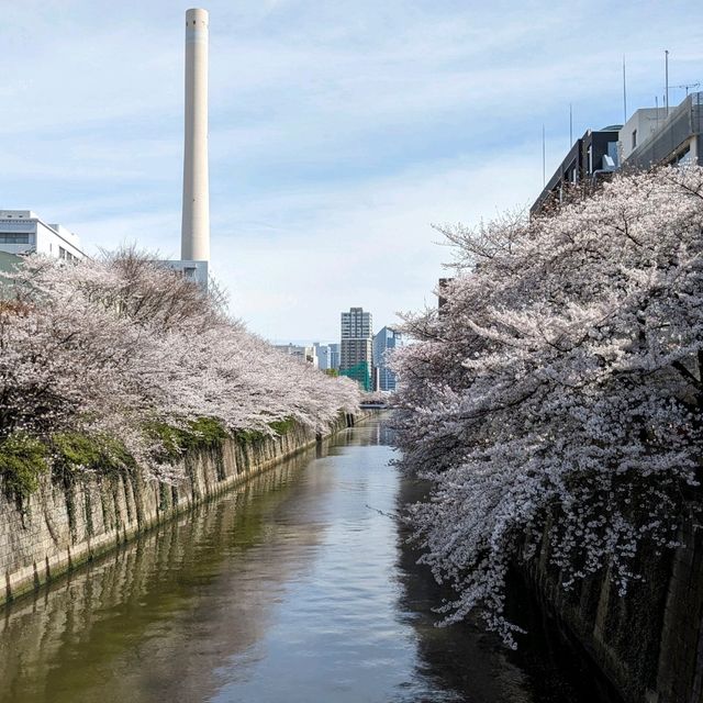 桜満開の目黒川