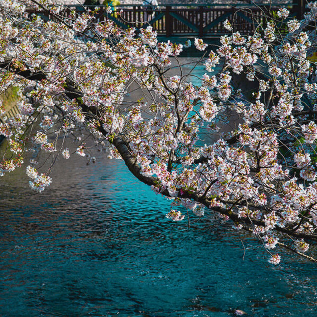 🎏Sakura Iwakura Festival🎏