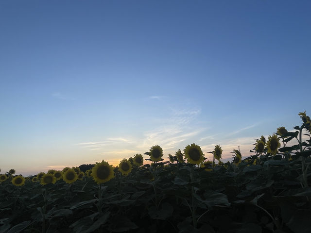 圧巻のひまわり畑🌻