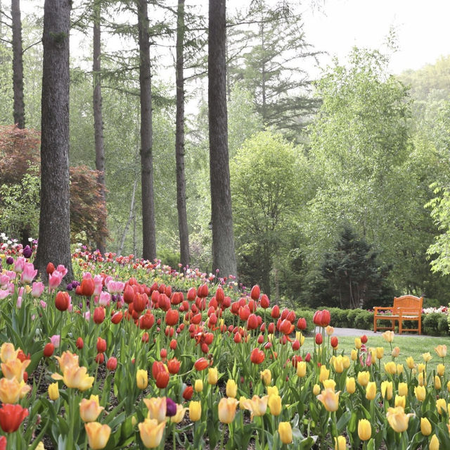 晨靜樹木園：韓國美的庭園，適合春天放鬆散步與冥想放空