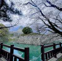 🪷 The most beautiful view of Himeji Castle