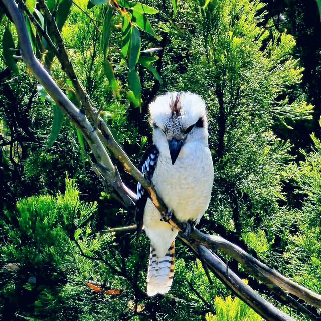 Mount Lofty Summit @ Adelaide South Australia 🇦🇺