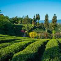 熊空茶園：美麗茶園