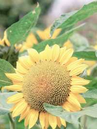 香港賞花🌼不用等夏天走進向日葵花海