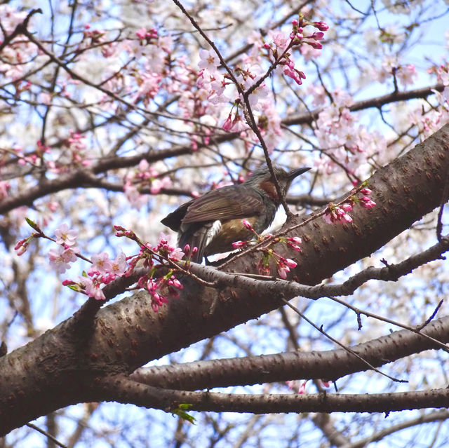 Stroll at Seoul Forest