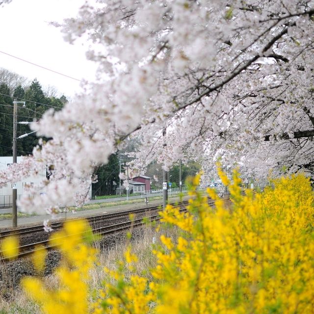 SAKURA HUNTING : SHIROISHI RIVER 