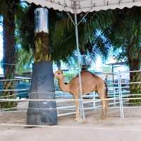 Delightful Animal Adventure at Desaru Mini Zoo 