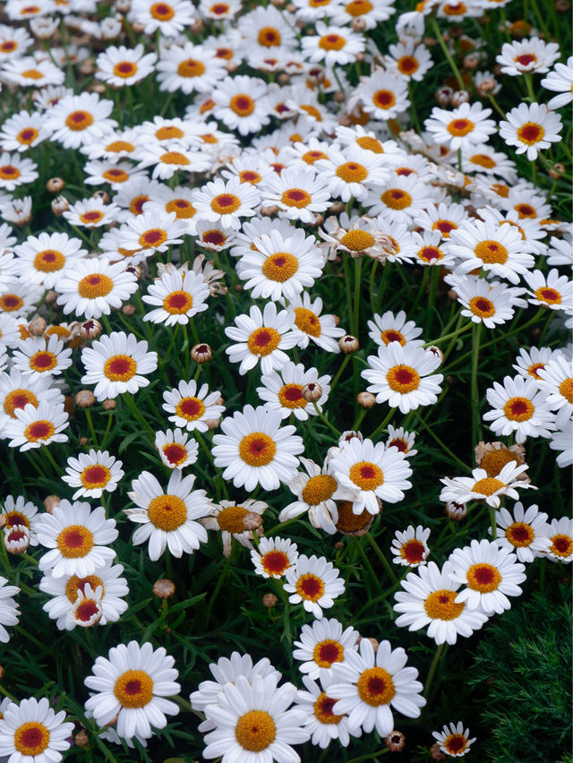 春暖花開，深圳花展攻略