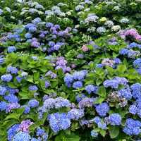 🌸繡球花季開跑囉🏃‍♀️🏃‍♀️🏃‍♀️
