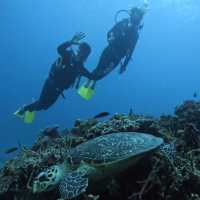 Tenggol Treasures: Diving into Terengganu's Natural Paradise🏖️