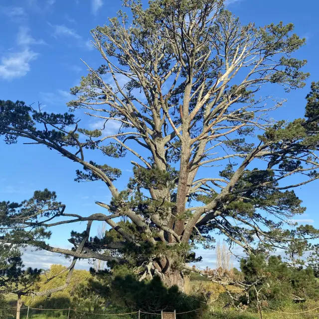 One-Day Tour of the Hobbiton Village in New Zealand.