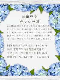 【京都】2万50種のあじさいを鑑賞できるあじさい寺
