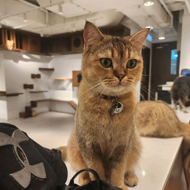 Urban Cafe📍旺角兆萬中心