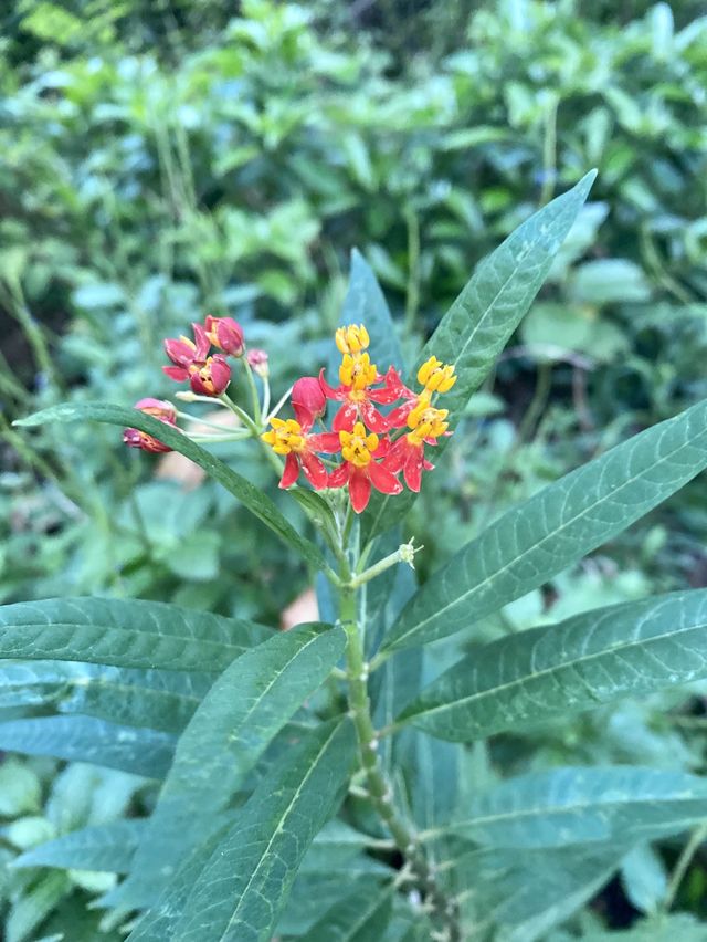🌷元朗公園🌷繁花盛宴✨