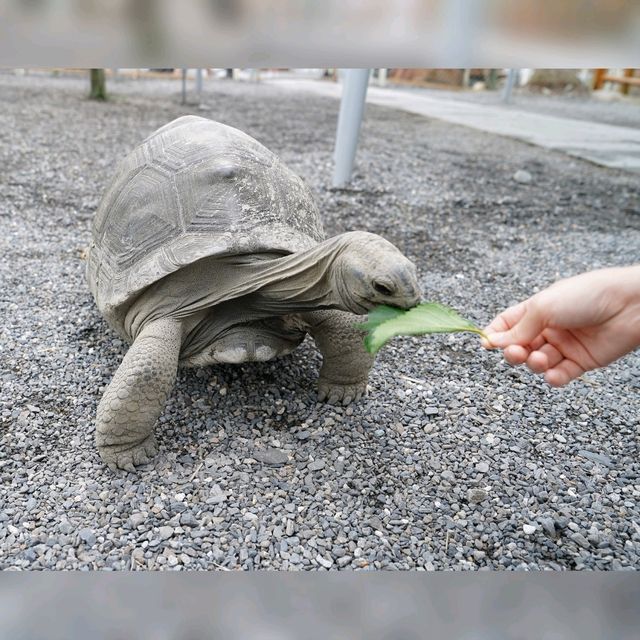 🥳宜蘭最新超萌動物農場🤪