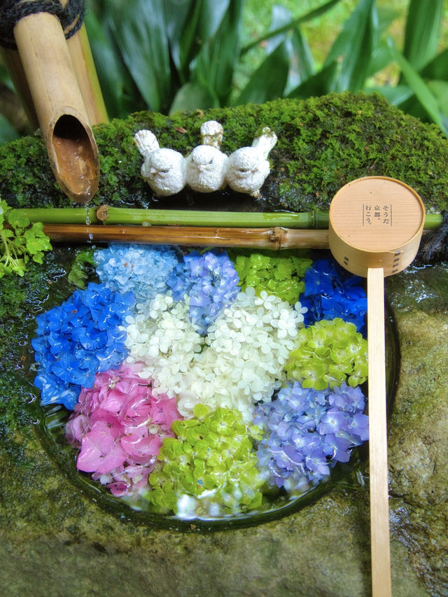 【京都】京都1番人気の紫陽花スポットはココ‼️映えすぎてぴえん🥺