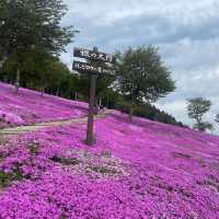 Hokkaido 🌸Higashimokoto Shibazakura