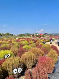 Goseokjeong Flower Garden 