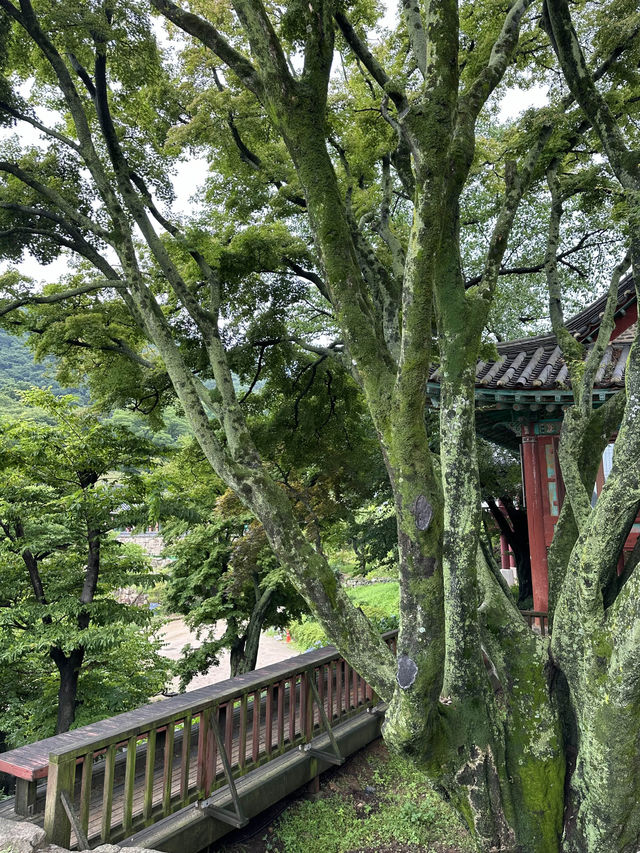 역사가 깊은 오래된 사찰에서 머무르는 🌞 여름철 시원한 산공기를 마실 수 있는 템플스테이