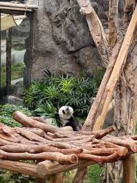 ไปดูน้องแพนด้าที่ฮ่องกงกัน 🐼🎋