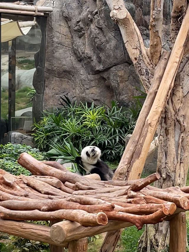ไปดูน้องแพนด้าที่ฮ่องกงกัน 🐼🎋