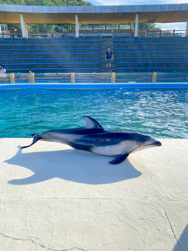 【和歌山】 イルカの水中トンネルが可愛い️🩵🐬くじらの博物館🐬✨