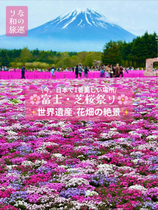 〜山梨県〜目が覚める👀日本一の絶景スポット🌸富士芝桜祭り✨