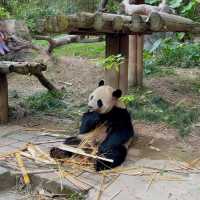 福州動物園：動物奇妙景象，雨天也好玩