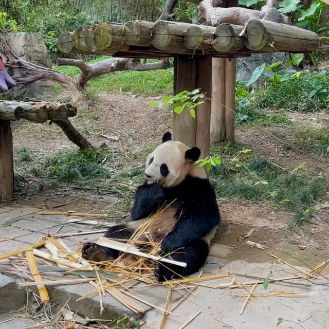 福州動物園：動物奇妙景象，雨天也好玩