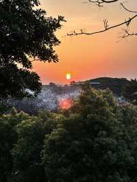 🇰🇷濟州島賞櫻+看日落同時滿足的地方🌸🌅
