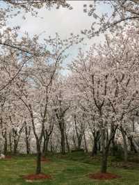 Cherry Blossoms at Gucun Park, Shanghai 🌸🇨🇳