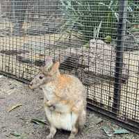 悉尼親親無尾熊🐨親親袋鼠🦘（費瑟戴爾野生動物園）