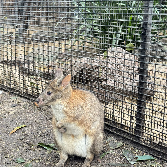 悉尼親親無尾熊🐨親親袋鼠🦘（費瑟戴爾野生動物園）
