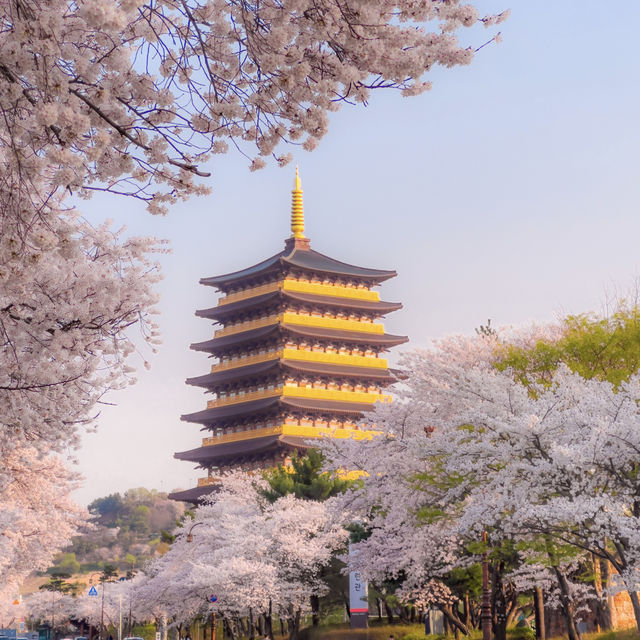 올 봄, 경주를 가야 하는 이유🌸