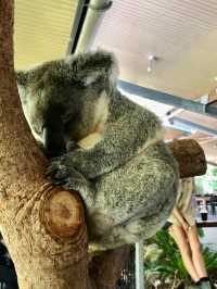 【🇦🇺ケアンズ】これぞ自然大国！！最高すぎるオーストラリア✨✨