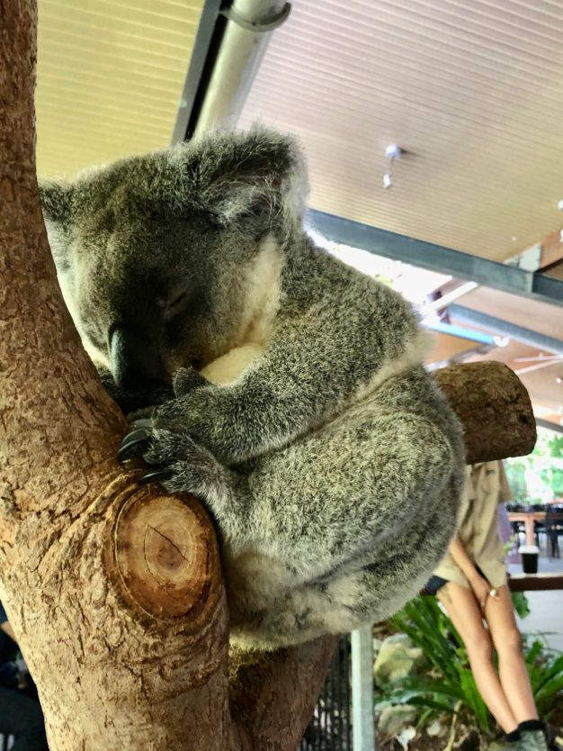 【🇦🇺ケアンズ】これぞ自然大国！！最高すぎるオーストラリア✨✨