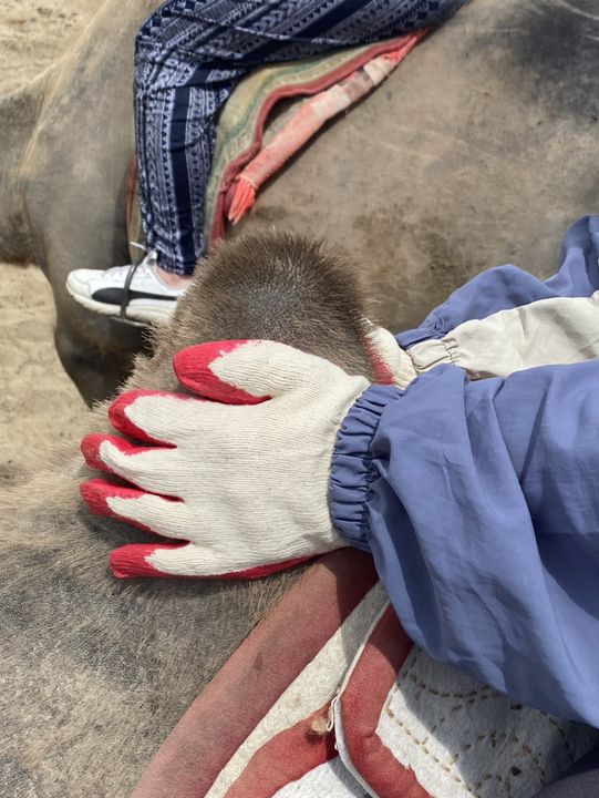 모래썰머 + 낙타체험이 가능한 몽골 미니사막🐫