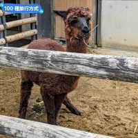 日本東京-大人小孩都喜歡的動物明星：上野動物園