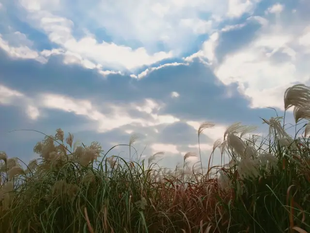 秋天必去的芒草景點
