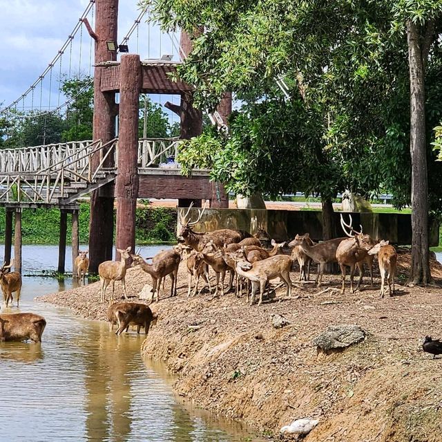 สะพานชมกวางหนองใหญ่ ชุมพร 🦌