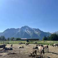 Alaskan Wilderness Adventure
