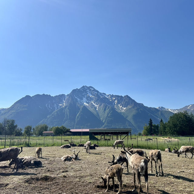 Alaskan Wilderness Adventure